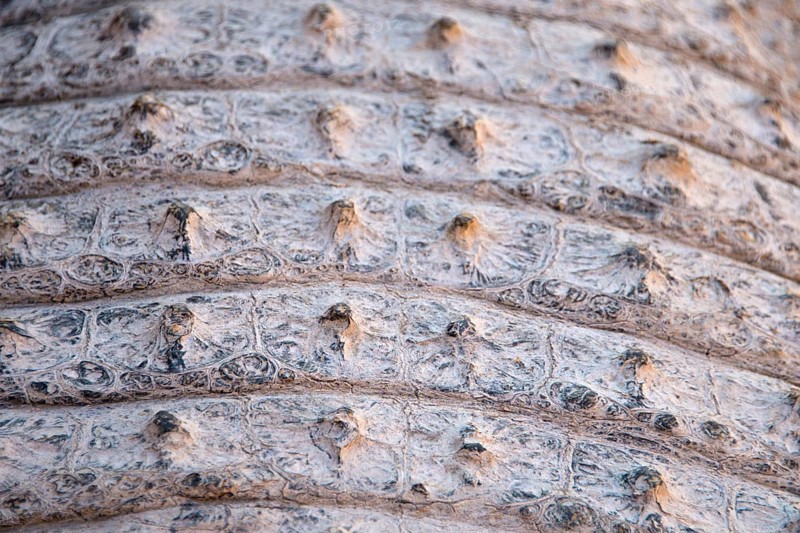Skin of a Nile Crocodile (Crocodylus niloticus)