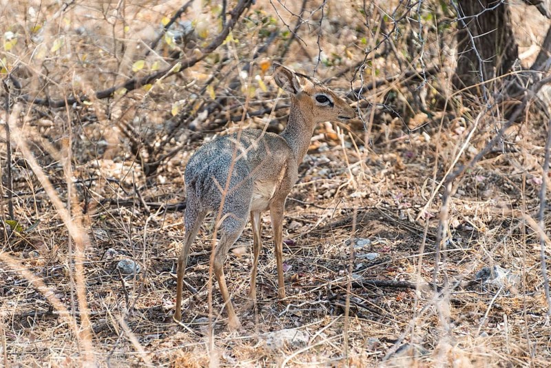 Kirk's Dik-dik (Madoqua kirkii) in the brush