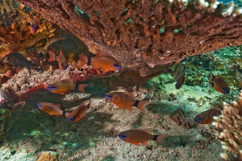 Ring-tailed Cardinalfish (Apogon aureus)