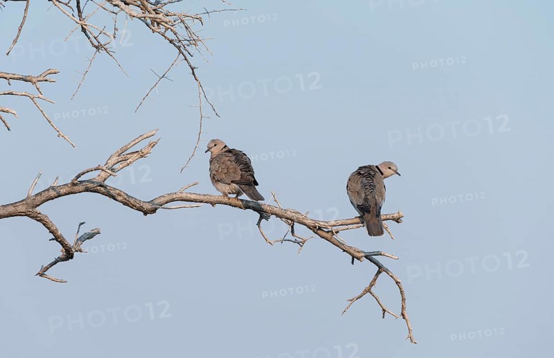 Ring-necked Doves (Streptopelia capicola) perched on a dry branch