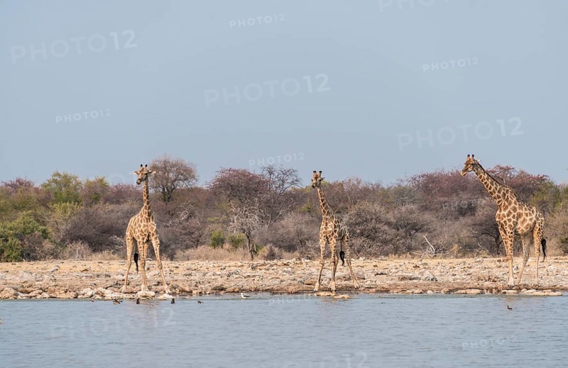 Giraffes (Giraffa camelopardis) drinking