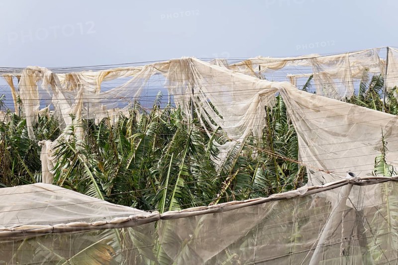 Banana plantations shredded by wind in Puerto Naos