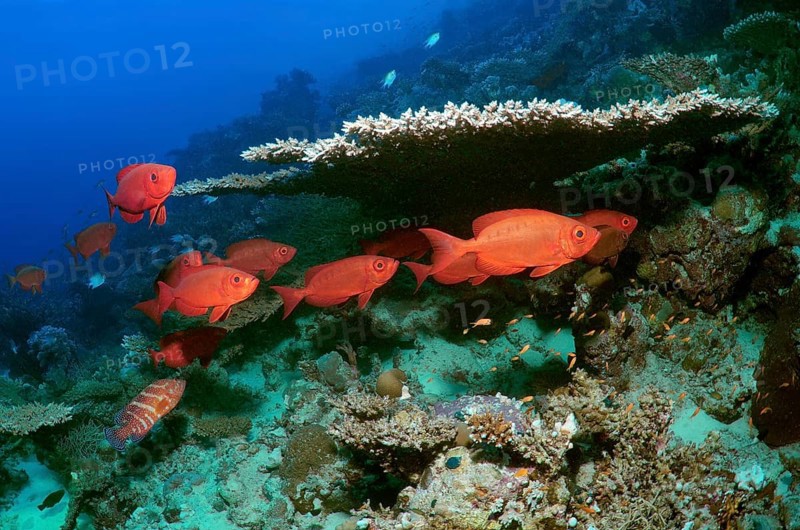 Lunar-tailed Bigeye or Moontail Bullseye (Priacanthus hamrur)