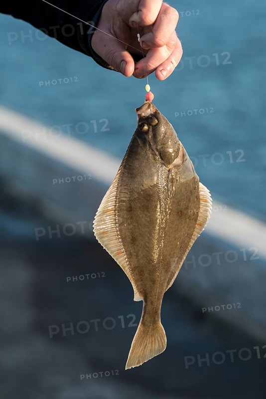 Fisherman holding a hooked flounder or plaice on a fishing line
