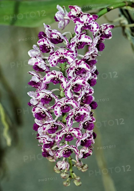 Giant Rhynchostylis orchid (Rhynchostylis gigantea)