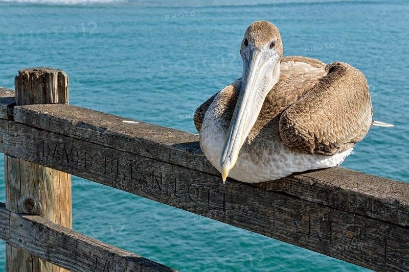 Brown Pelican (Pelecanus occidentalis)
