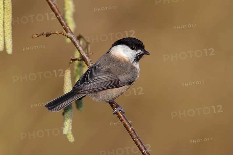 Willow Tit (Parus montanus) perched on a flowering Hazel branch (Corylus avellana)