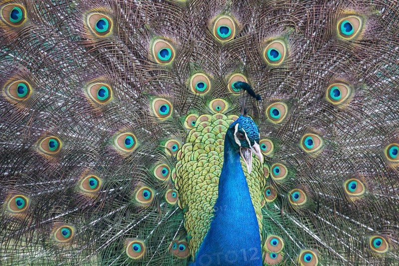 Indian Peafowl or Blue Peafowl (Pavo cristatus)