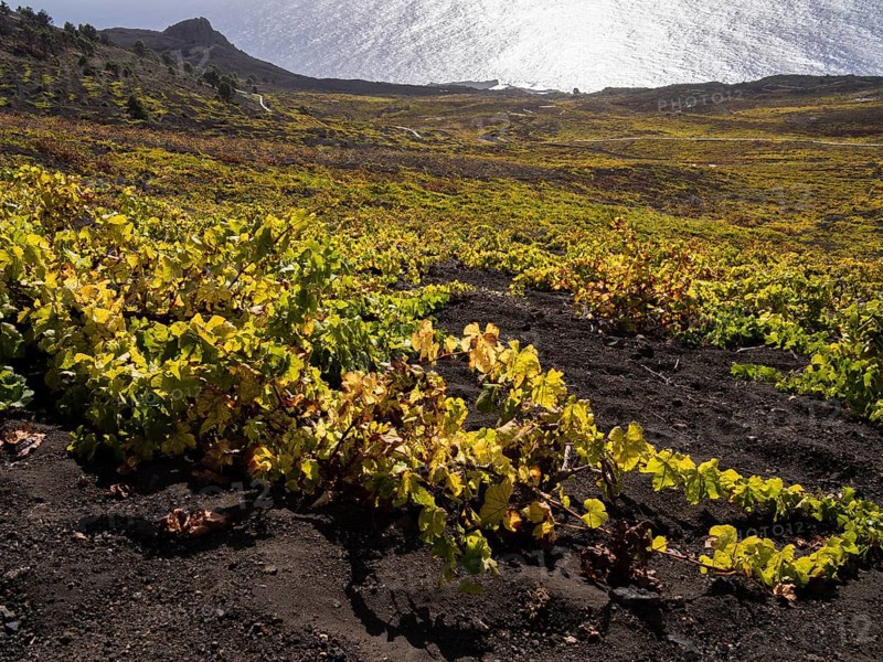 Flat-growing grapevines growing on black lava soil
