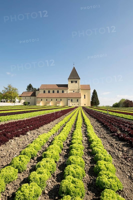 Lettuce field
