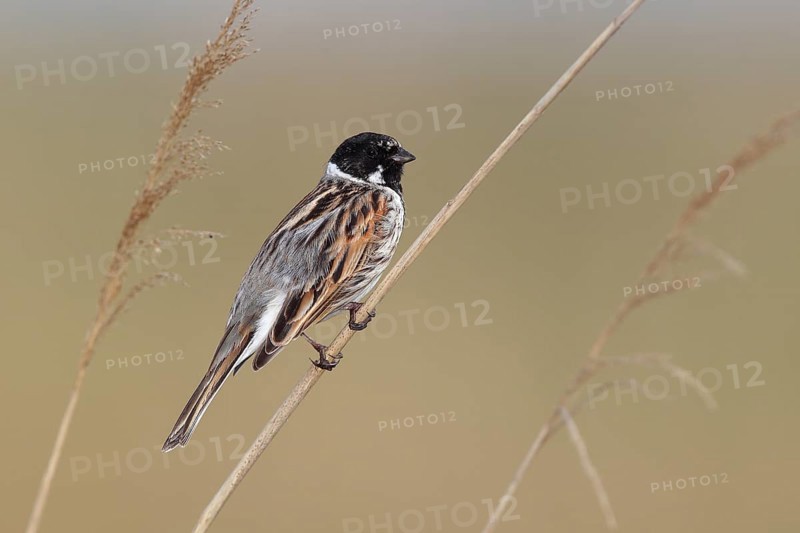 Common Reed Bunting (Emberiza schoeniclus)