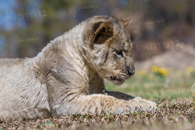 Lion (Panthera leo)