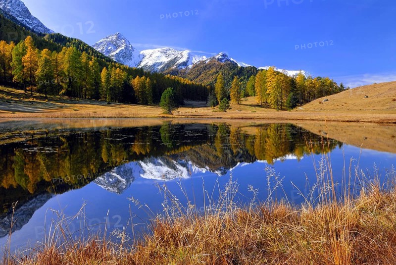 Autumnal larch forest reflected in Lake Schwarzsee or Lai Nair