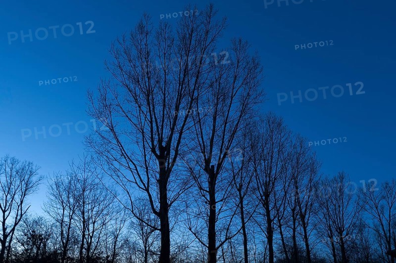 Trees as silhouettes against a blue evening sky