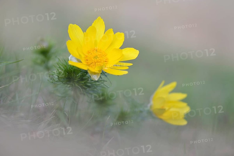 Pheasant's eye (Adonis vernalis)