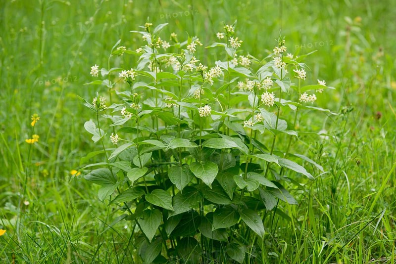 Swallow-wort (Vincetoxicum hirundinaria)