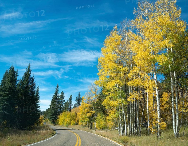 Highway 12 through autumnal aspen forest