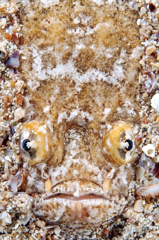 Atlantic Stargazer (Uranoscopus scaber)