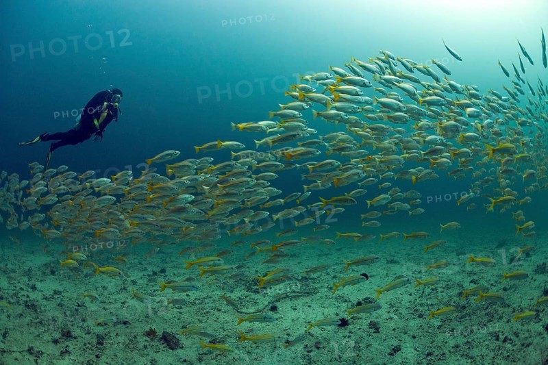 Scuba diver with a school of Yellowtail Snapper (Ocyurus chrysurus)