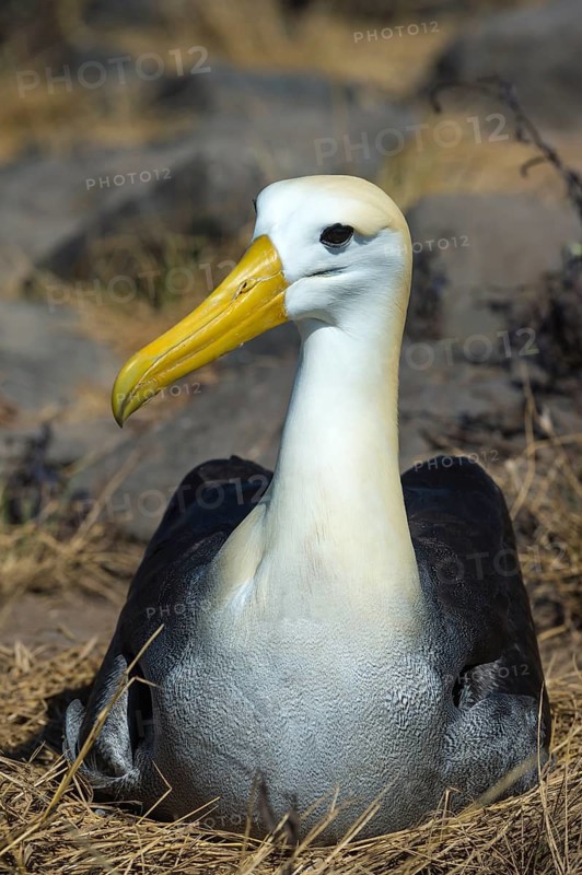 Waved Albatross (Phoebastria irrorata)