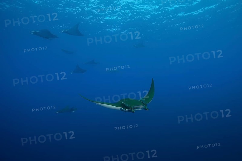 Sicklefin Devil Rays or Box Rays (Mobula tarapacana)