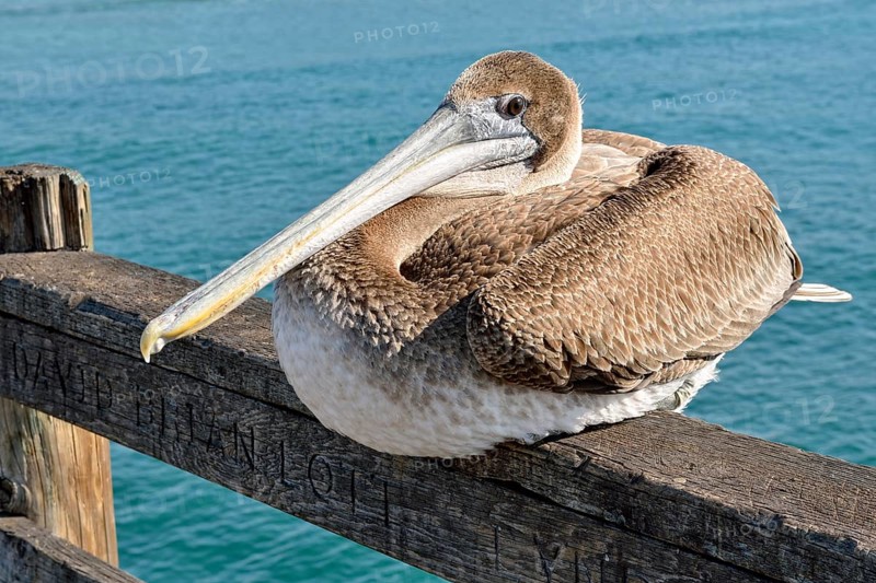 Brown Pelican (Pelecanus occidentalis)