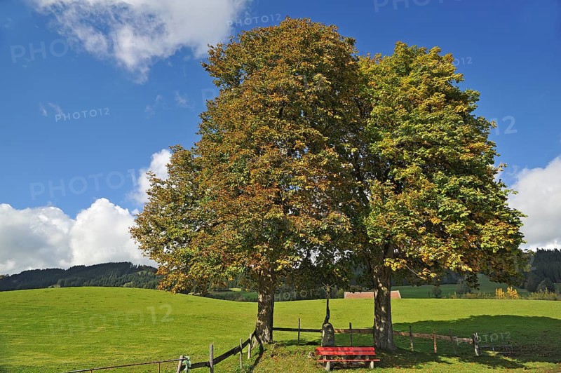 Two Large-leaved Lindens or Large-leaved Limes (Tilia platyphyllos) with autumn foliage