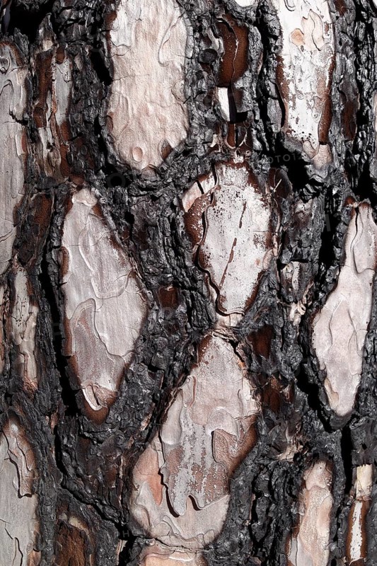 Bark with fire damage