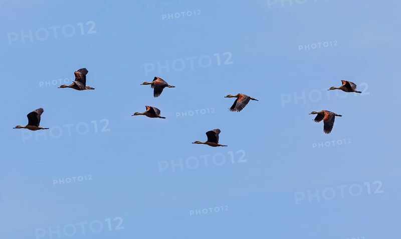 Lesser Whistling Ducks (Dendrocygna javanica)