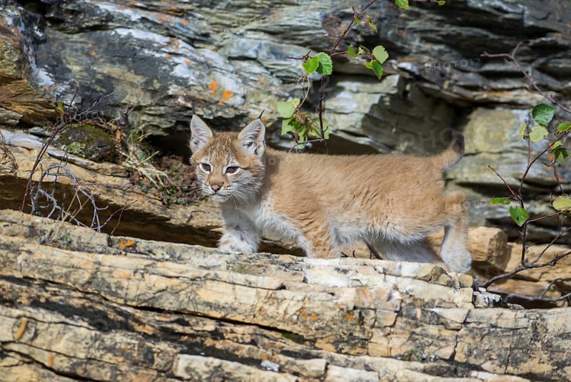 Young wild Eurasian Lynx (Lynx lynx)