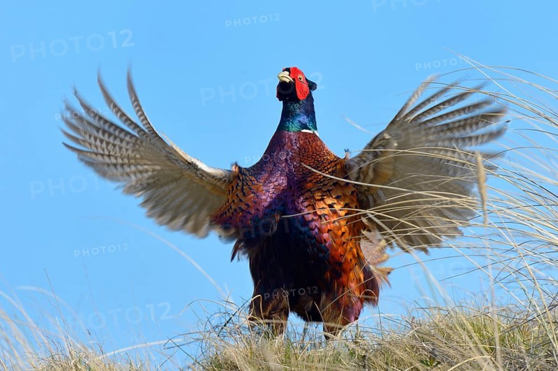 Common Pheasant (Phasianus colchicus)