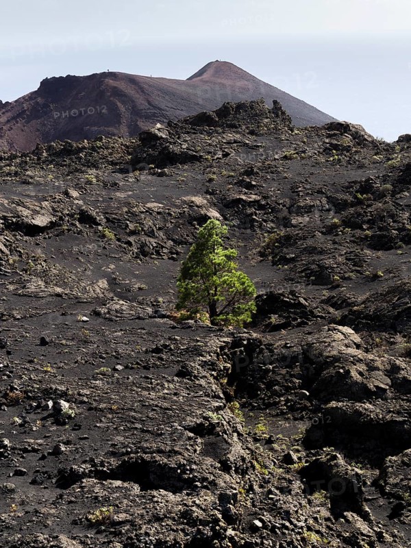 A sole Canary Island Pine (Pinus canariensis) growing in the volcanic landscape