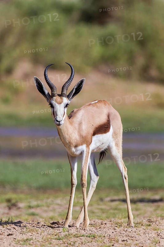 Springbok (Antidorcas marsupialis)