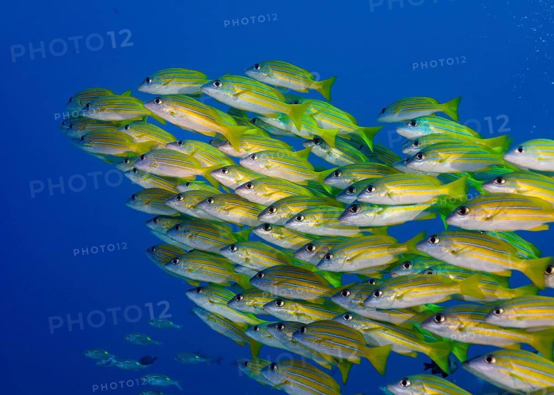 School of Bluestripe Snappers (Lutjanus kasmira)