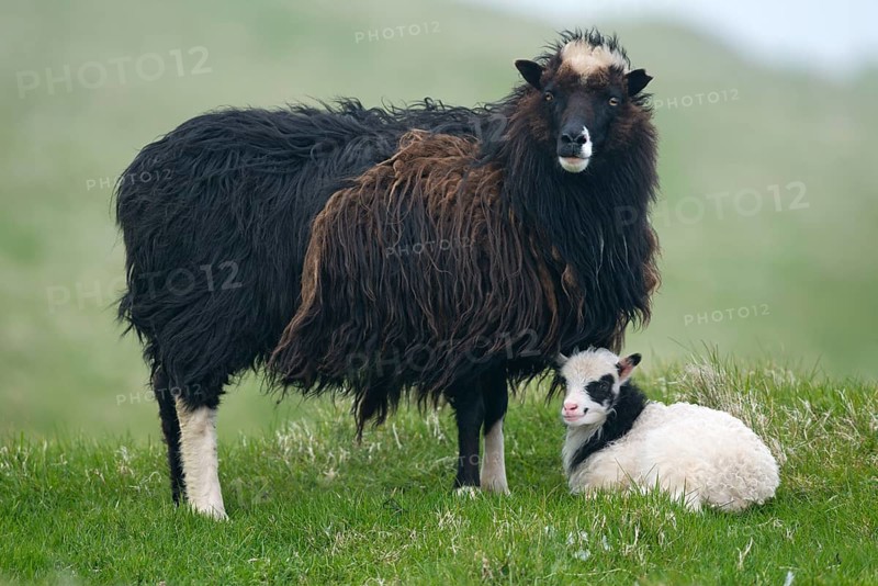 Ewe with lamb