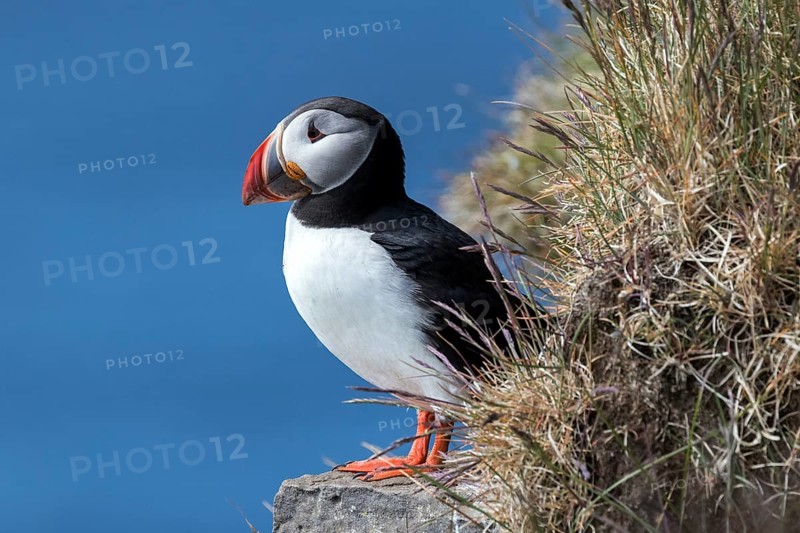 Puffin (Fratercula arctica)