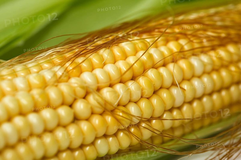 Corn grains on fresh piston (Zea mays)