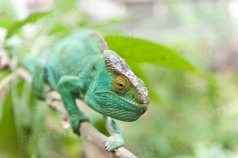 Parsons Chameleon (Calumma parsonii) on a branch