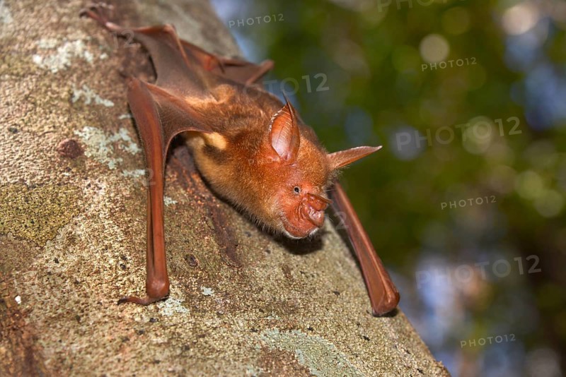 Bat