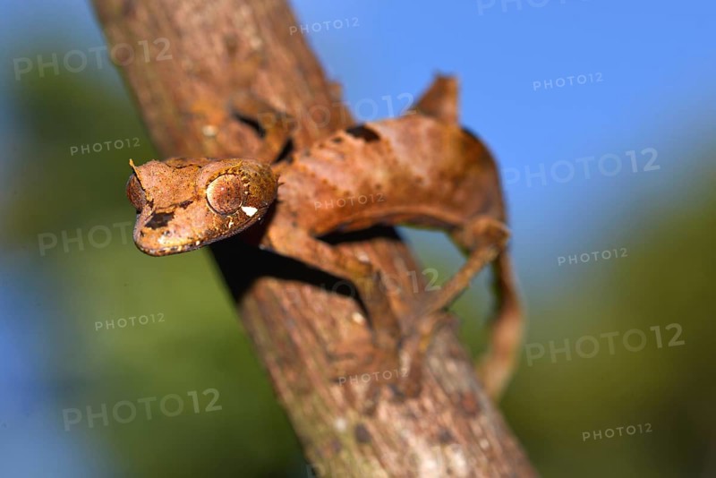 Leaf-tail Gecko or Flat-tail Gecko (Uroplatus giganteus)