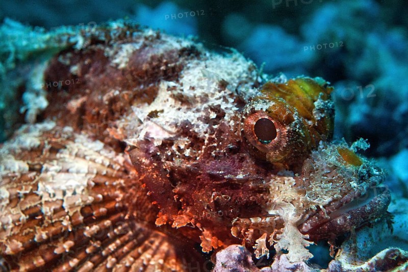 Bearded Scorpionfish (Scorpaenopsis barbata)
