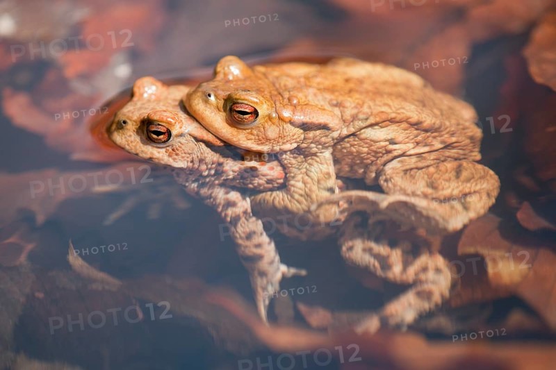 Common Toads (Bufo bufo)