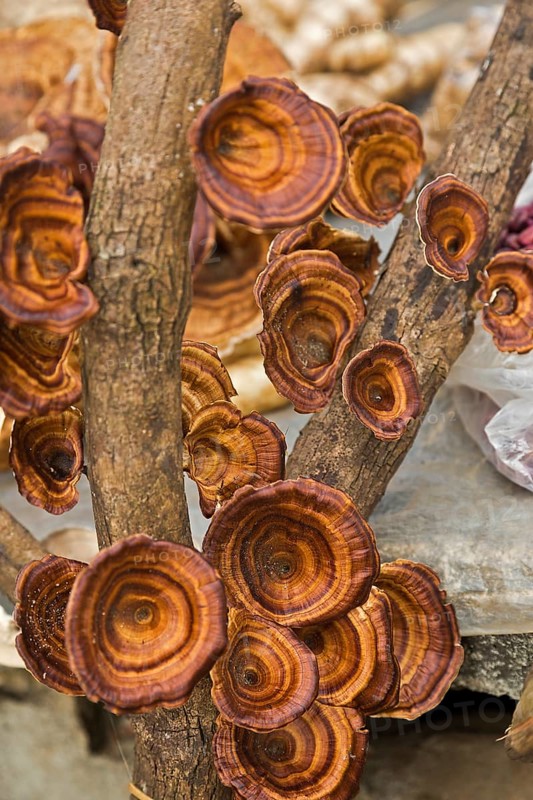 Reishi Mushrooms (Ganoderma lucidum)