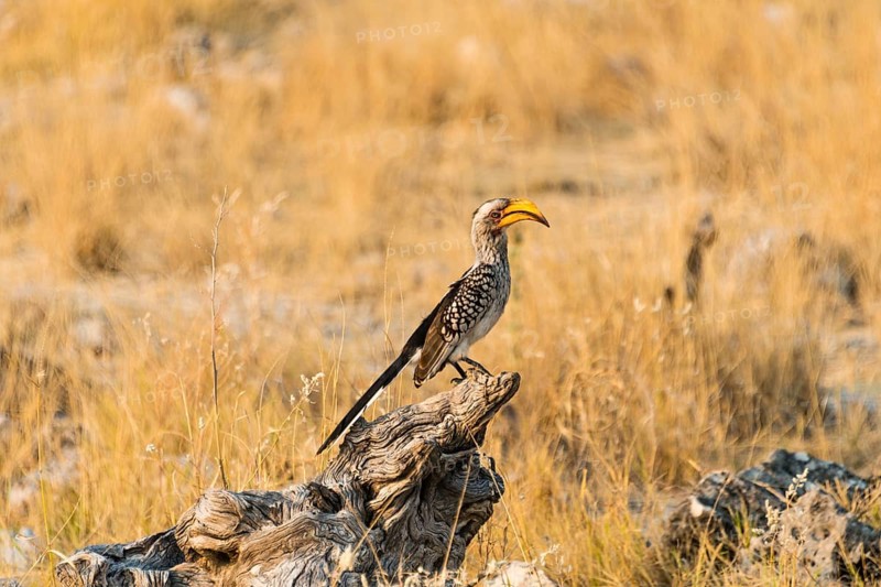 Southern Yellow-billed Hornbill (Tockus leucomelas) sitting on an old tree stump