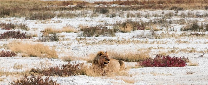 Lion (Panthera leo)