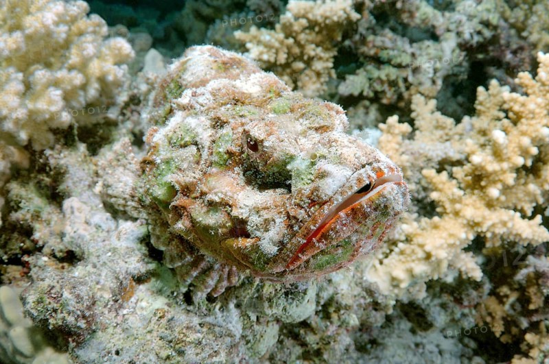 False stonefish (Scorpaenopsis diabolus)