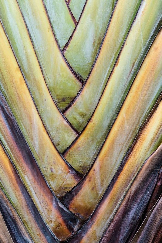 Base of a Traveller's Palm (Ravenala madagascariensis)