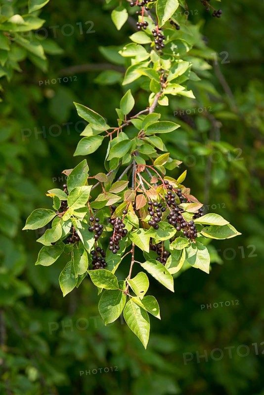 Common Dogwood (Cornus sanguinea)