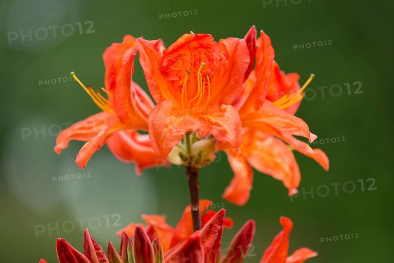 Azalea (Rhododendron)