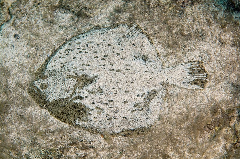 Black Sea Turbot